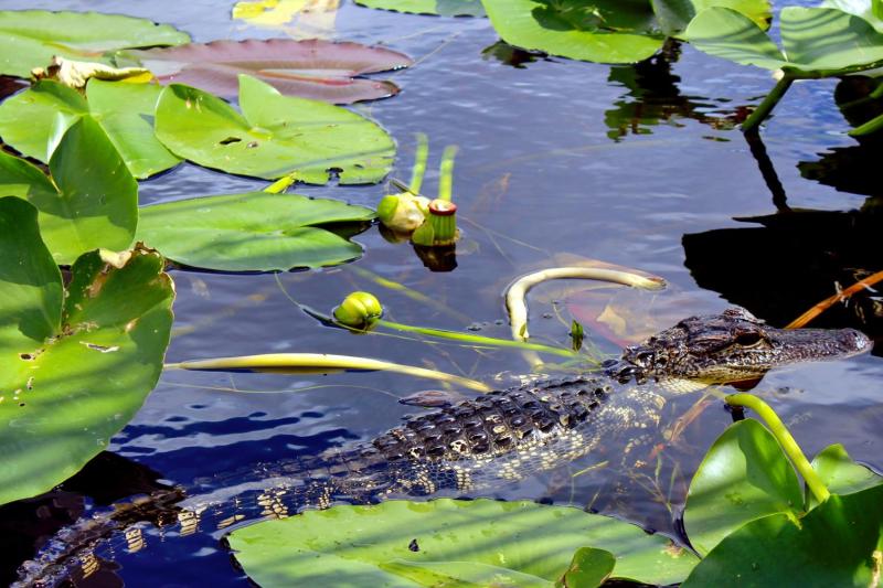 An alligator in the Everglades