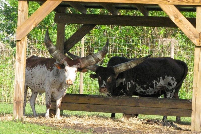 You'll see many different animals in the wildlife park