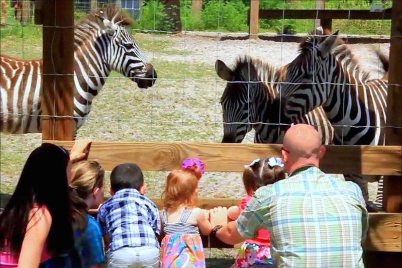 See the zebras in the wildlife park
