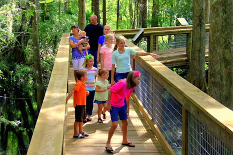 The boardwalk through the cypress swamp is mesmerizing