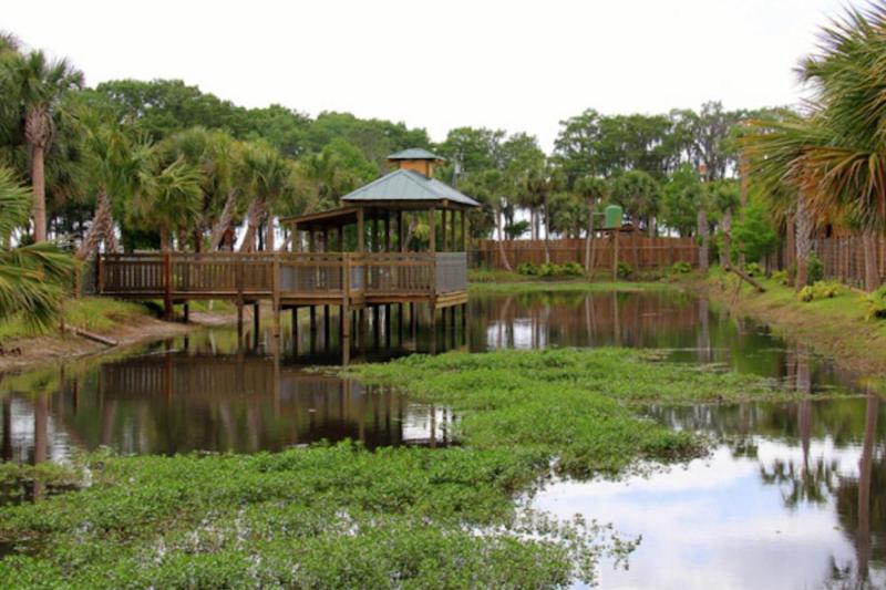 You'll definitely spot some alligators in the big pond