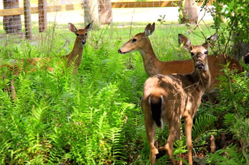 The wildlife is spectacular