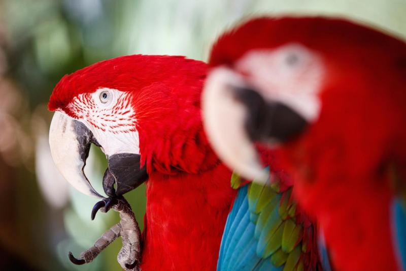 The new bird aviary is amazing