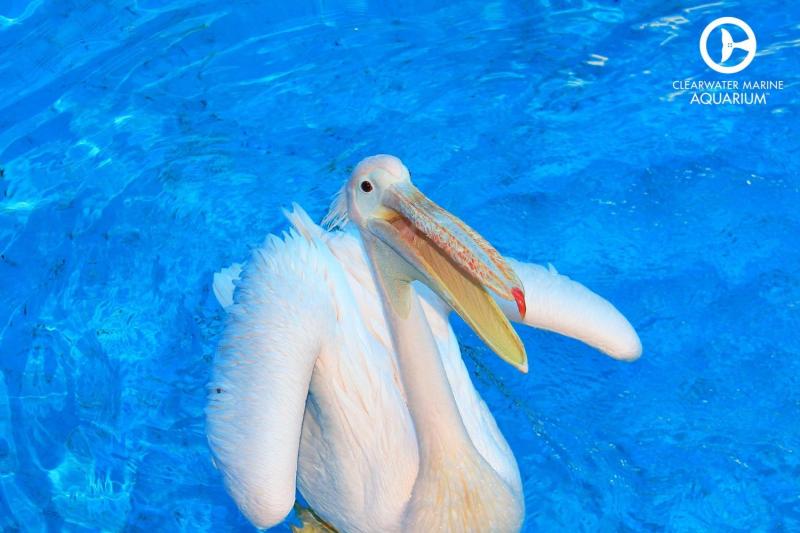 Make some new friends at the Clearwater Marine Aquarium!