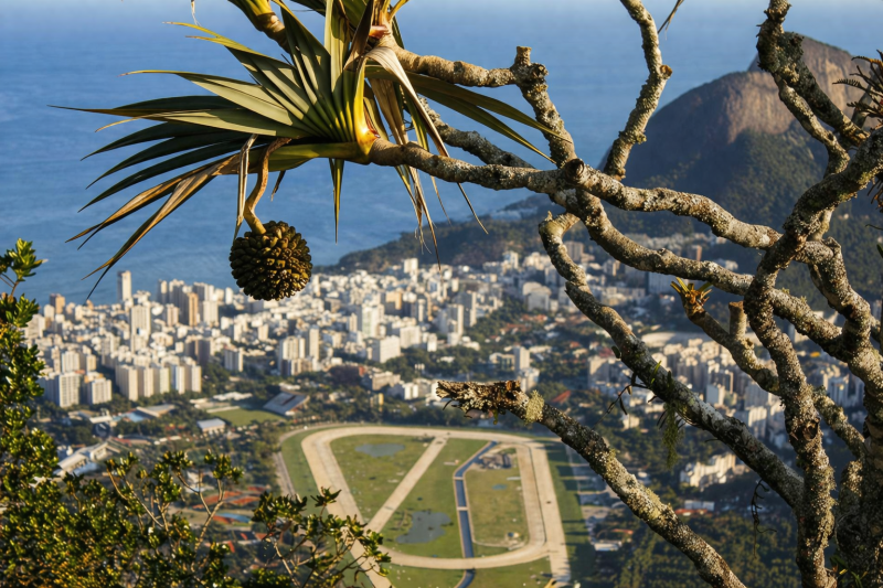 Rio de Janeiro: Christ Redeemer, Sugar Loaf & Selarón Steps Experience