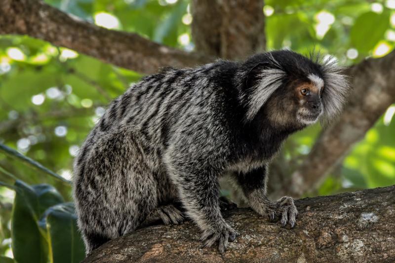 Find out little monkeys on the way