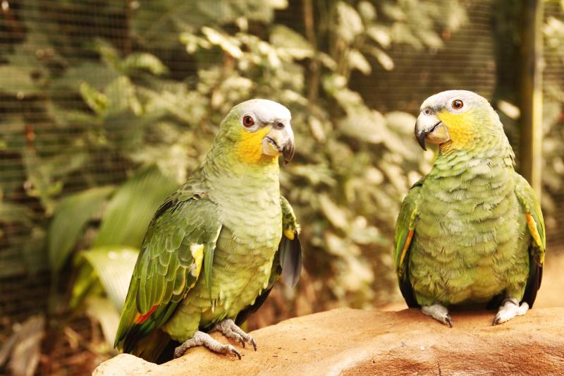 Bird Park