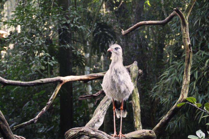 Bird Park
