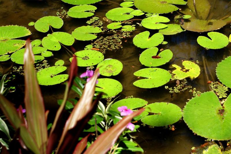 Rio de Janeiro: Botanical Garden Guided Tour with Admission Ticket