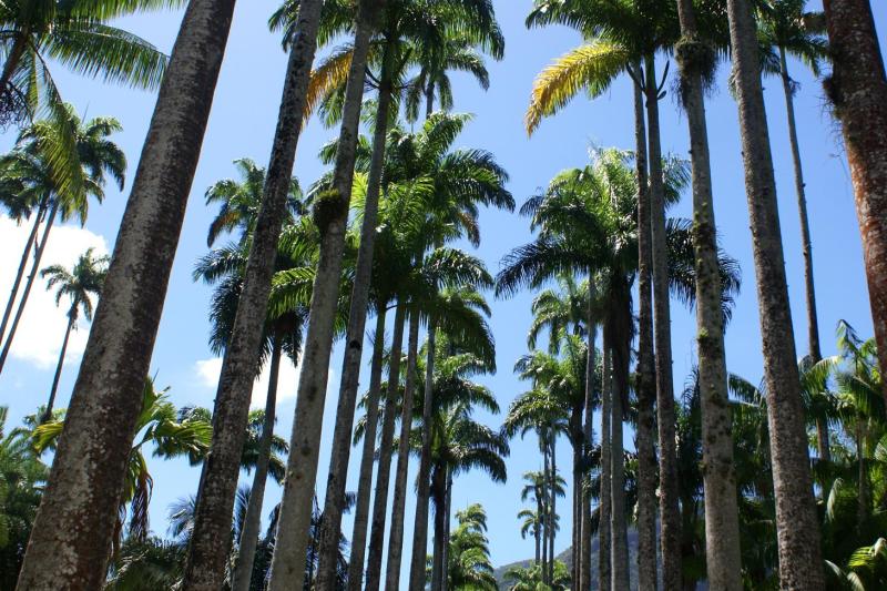 Rio de Janeiro: Botanical Garden Guided Tour with Admission Ticket