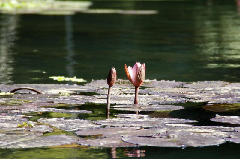 Rio de Janeiro: Botanical Garden Guided Tour with Admission Ticket