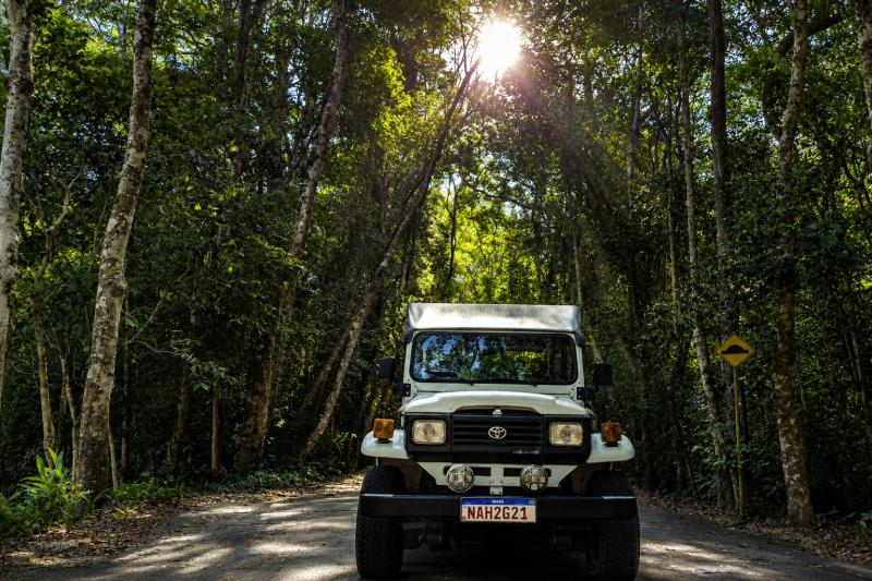 Rainforest at a sunny day in Rio
