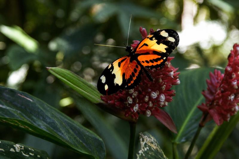 Butterfly just being herself. Image & art: Diogo Obadia