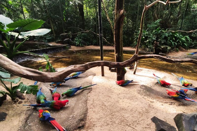 The Bird Park is enchanting with a huge variety of birds