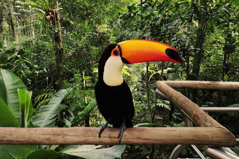 Have you ever seen a toucan so close?