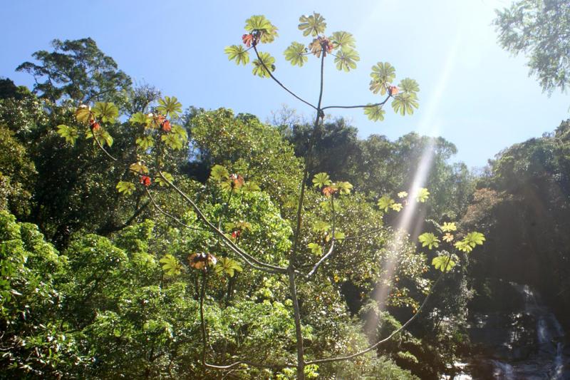 Rio de Janeiro: Tijuca Rainforest Jeep Tour & Botanical Garden Experience