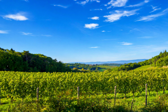 From Florence: Chianti, Montalcino & Montepulciano Minivan Wine Tour Full Day