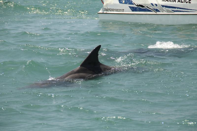 Búzios: Schooner Cruise Around the Peninsula & Swimming Stops