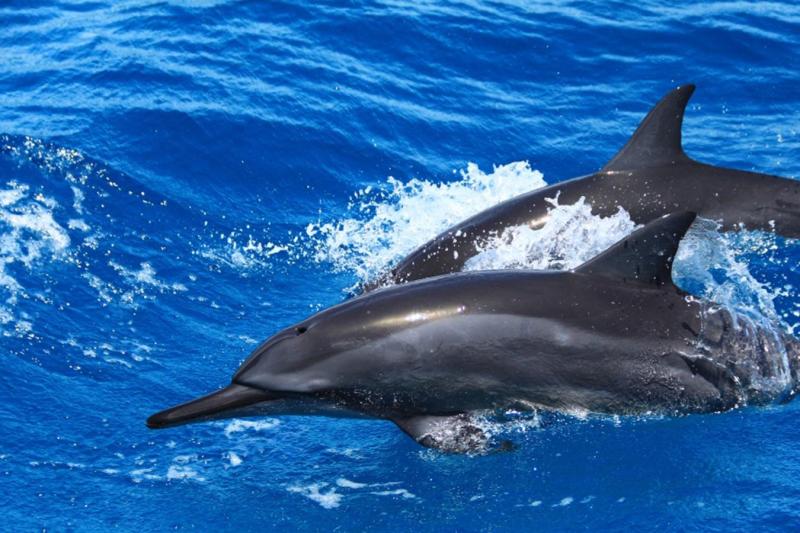 Fernando de Noronha: Boat Cruise & Sancho Bay Swimming Experience