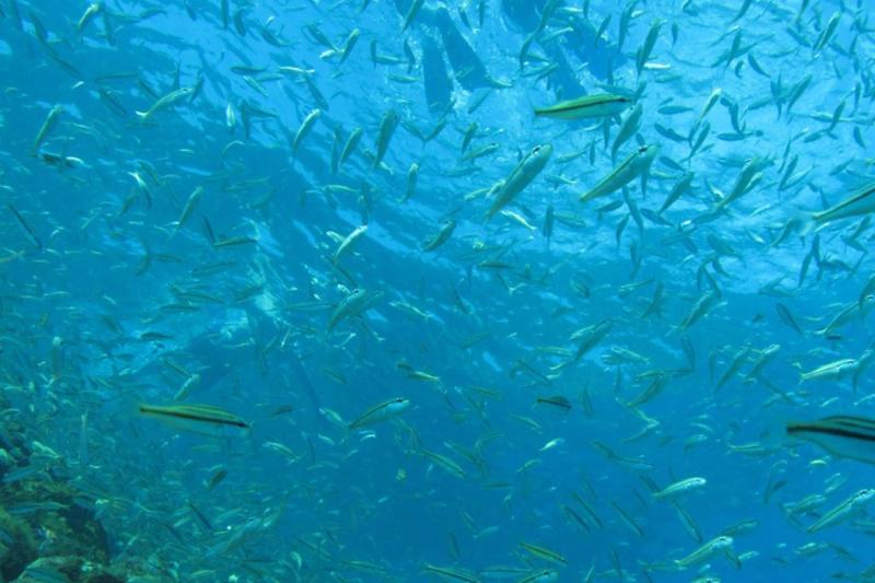 Fernando de Noronha: Boat Cruise & Sancho Bay Swimming Experience