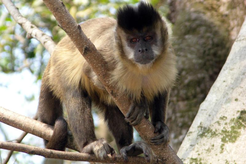 Check out the fauna from Sao Paulo