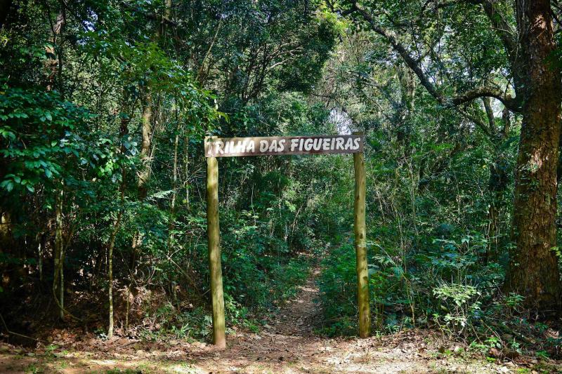 São Paulo: Cantareira Forest Hiking & Waterfalls Private Experience