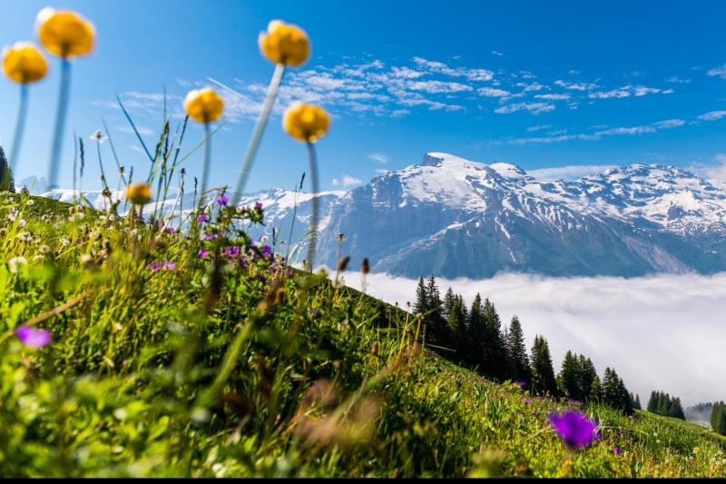 View of Mt. Titlis above the sea of fog