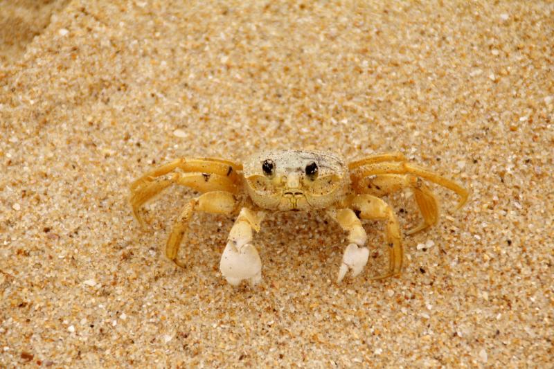 Don\'t forget to kiss the crab goodbye