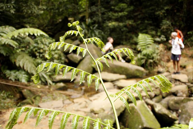 Many kinds of plants along the way