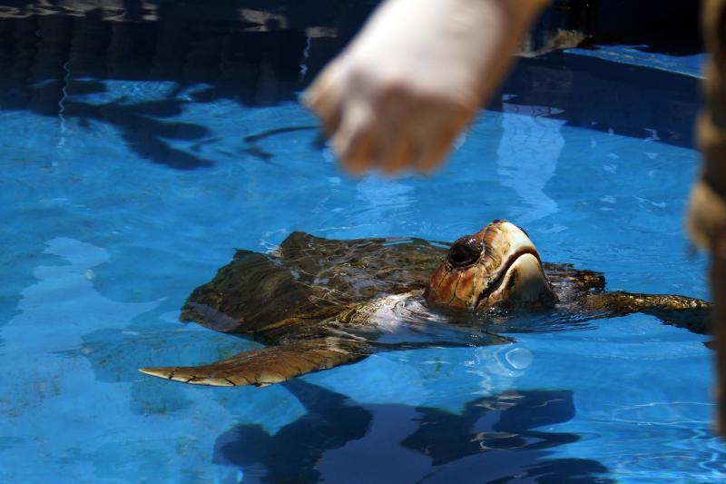 Salvador: Praia do Forte, Tamar Sea Turtle Project & Guarajuba Beach: Full Day