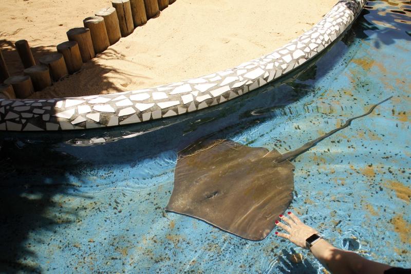 Salvador: Praia do Forte, Tamar Sea Turtle Project & Guarajuba Beach: Full Day