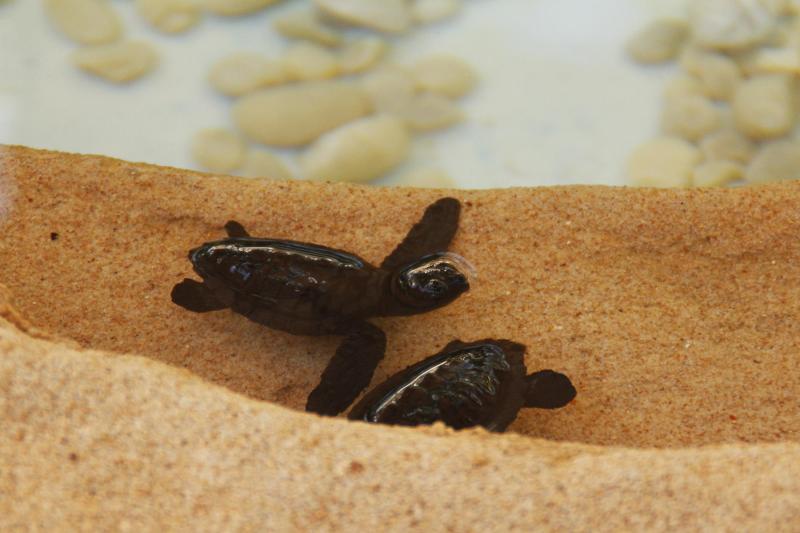 Salvador: Praia do Forte, Tamar Sea Turtle Project & Guarajuba Beach: Full Day