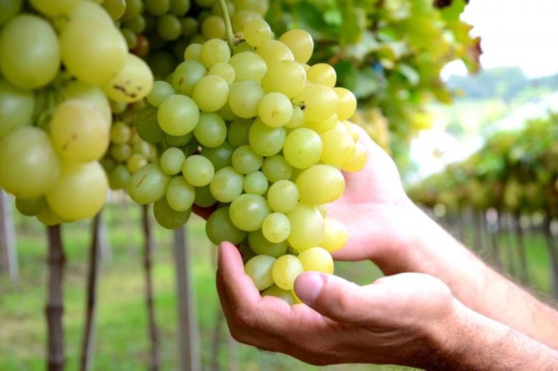 From Gramado: Wineries, Maria Fumaça Train & Italian Epic Park: Full Day