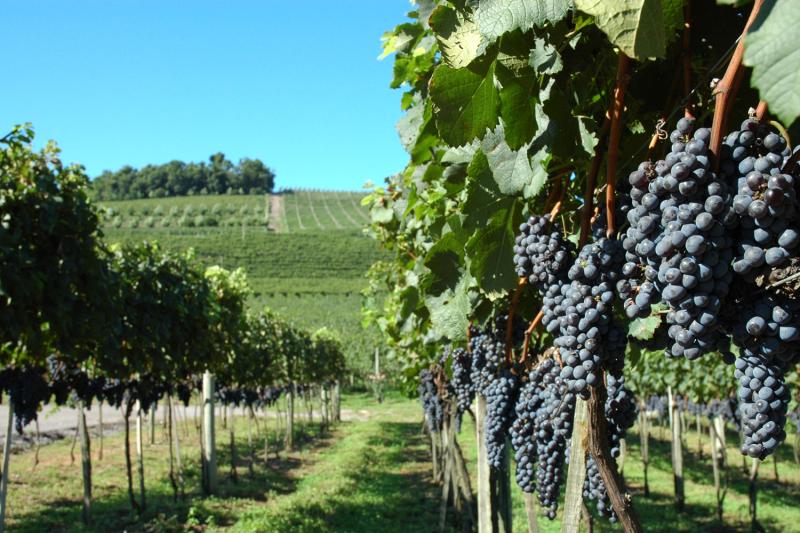 From Gramado: Wineries, Maria Fumaça Train & Italian Epic Park: Full Day