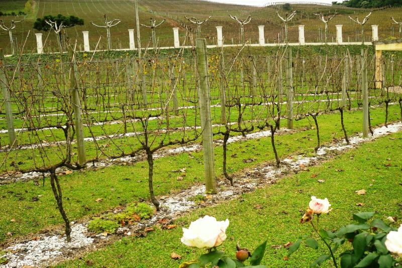 From Gramado: Wineries, Maria Fumaça Train & Italian Epic Park: Full Day