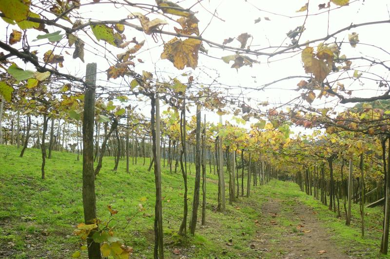 From Gramado: Wineries, Maria Fumaça Train & Italian Epic Park: Full Day