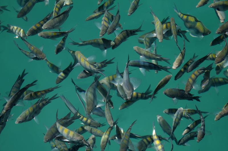 The fishes will be pleased to welcome you