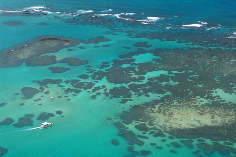 Explore the complex eco-system of Maragogi