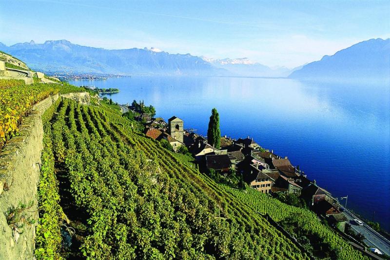 Lavaux vinyards