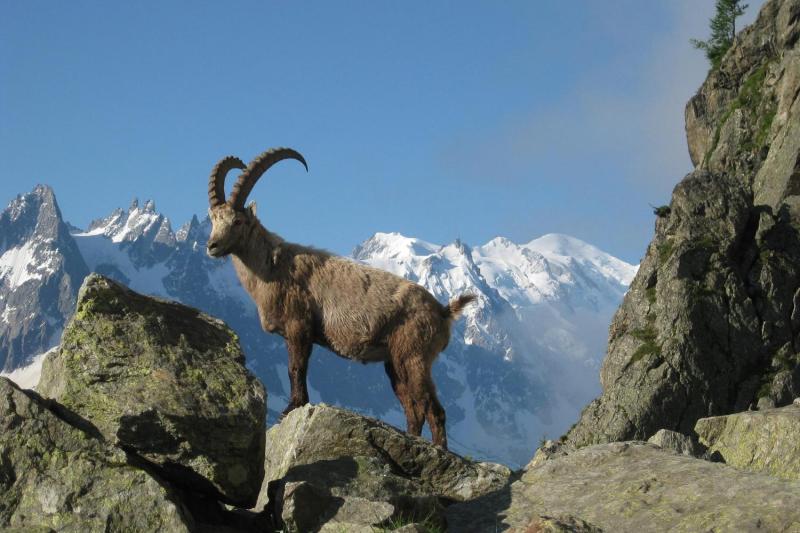Chamois