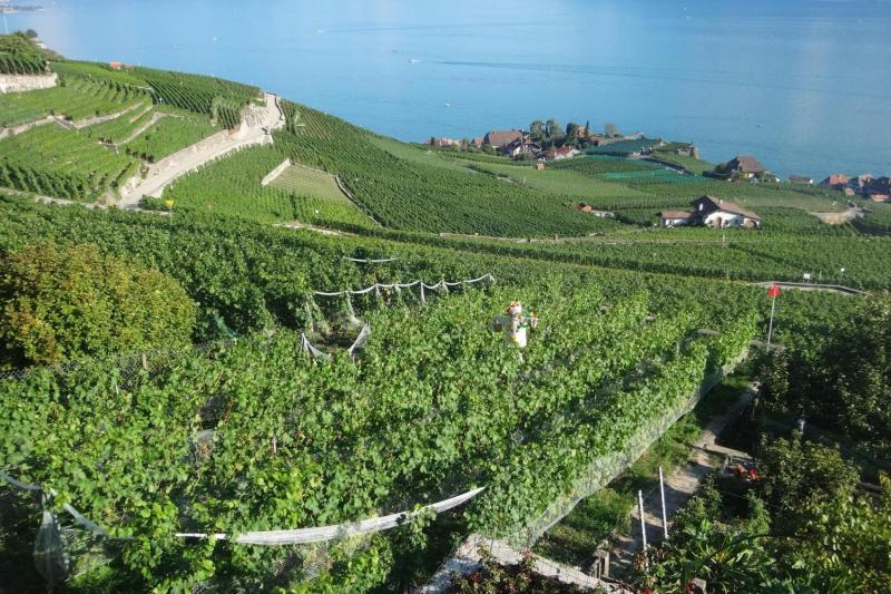Lavaux UNESCO