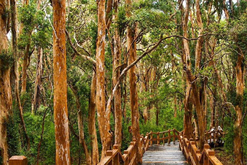Victoria Island and Arrayanes Forest with Navigation