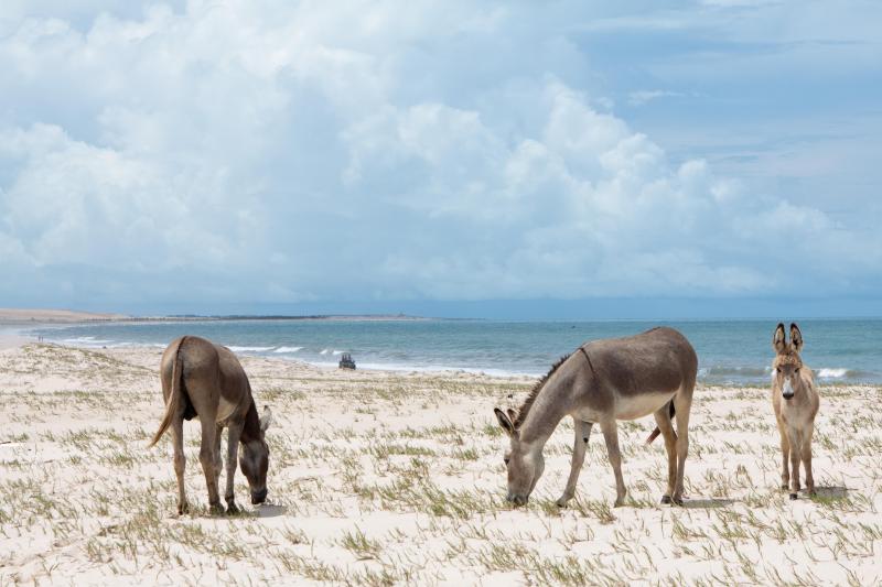 Fortaleza: Exotic Canoa Quebrada Beach Experience