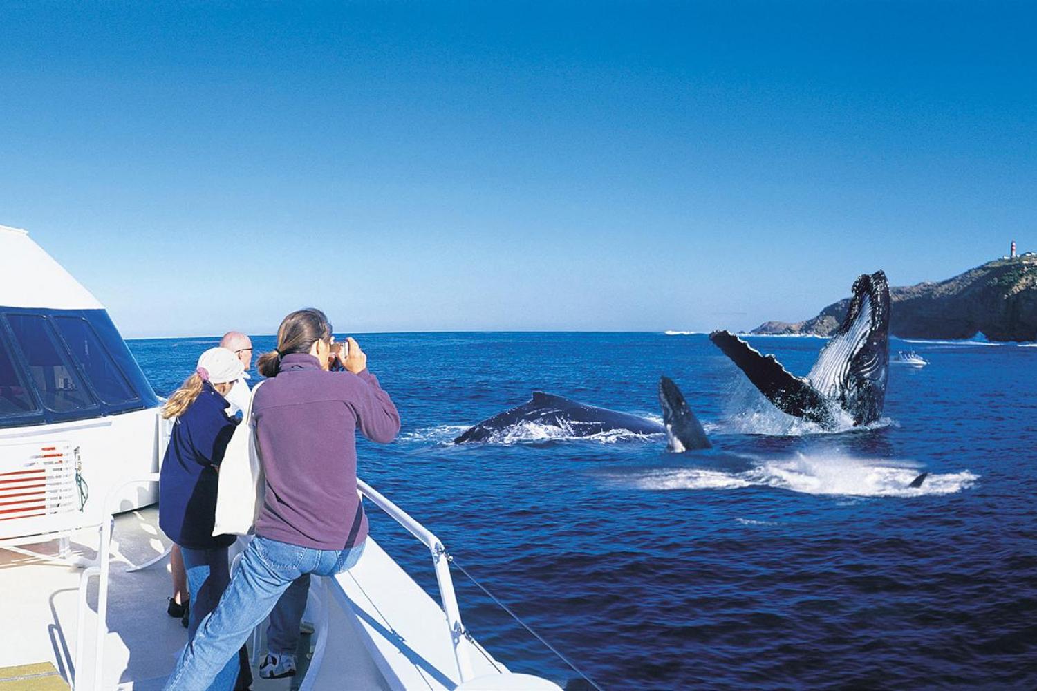 whale-watching-tour-brisbane-australia-gray-line