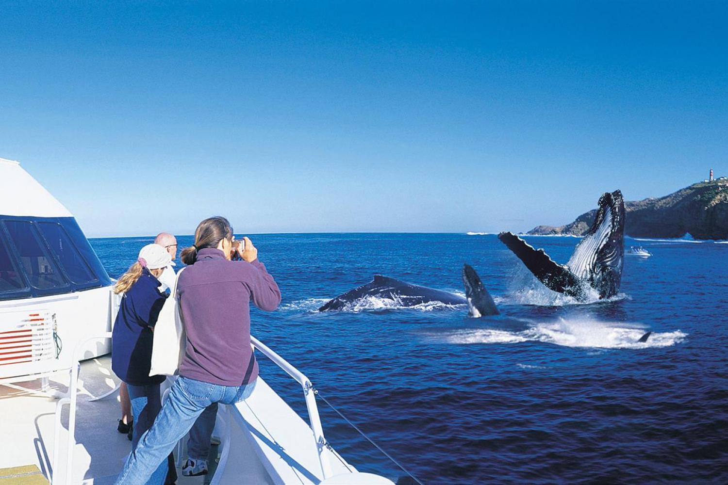 brisbane whale watching tours