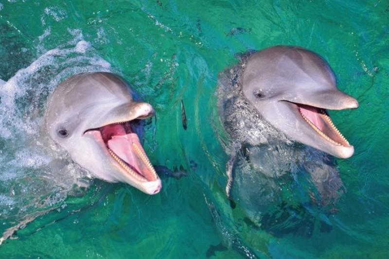 Dolphin Explorer