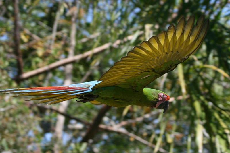 The Green Macaw Sanctuary