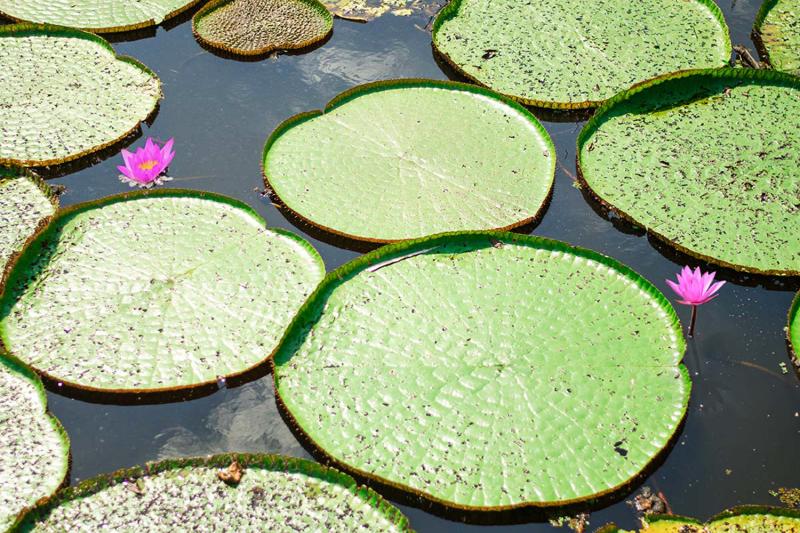 Manaus: Amazon Full-Day Experience with Indigenous Village, Pink Dolphins & Meeting of the Waters