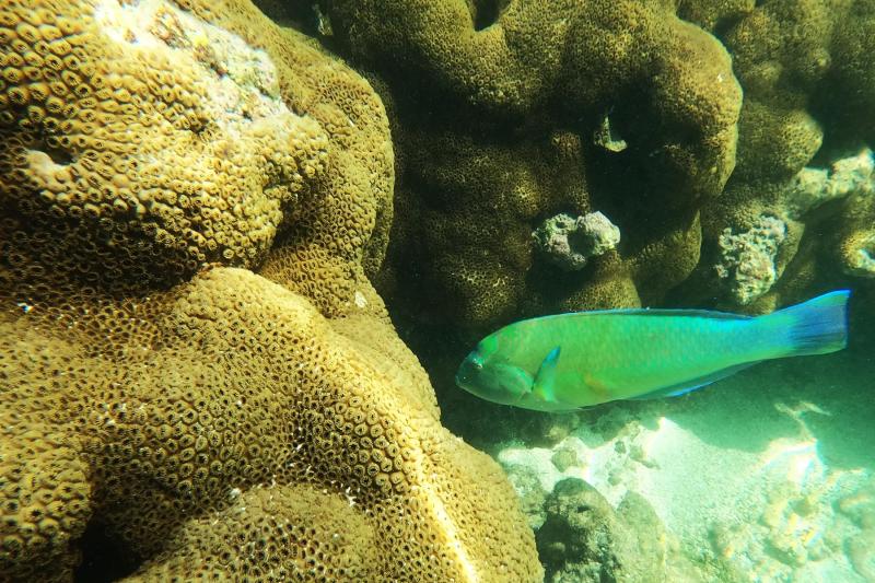 From Recife or Porto de Galinhas: Maragogi Reef Tour: Full Day