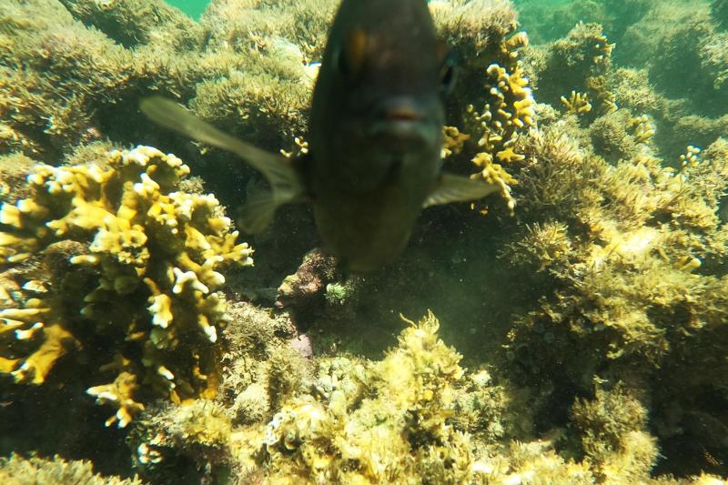 From Recife or Porto de Galinhas: Maragogi Reef Tour: Full Day